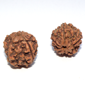Rudraksha ca 18 mm